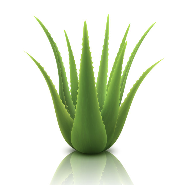 芦荟的植物。护肤品模板包装标签设计。绿色芦荟，药用植物，天然美容成分，三维矢量插图，隔离在白色背景图片下载