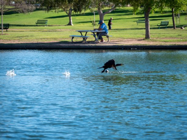 一只鸟飞过河流寻找食物的美丽照片图片下载