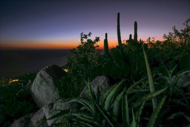 仙人掌在黄昏图片下载