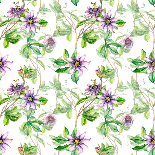 西番莲植物水彩画无缝图案孤立在白色图片下载