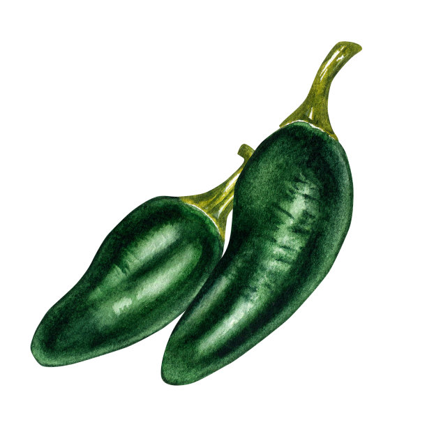 墨西哥绿辣椒水彩插图孤立在白色背景。图片下载