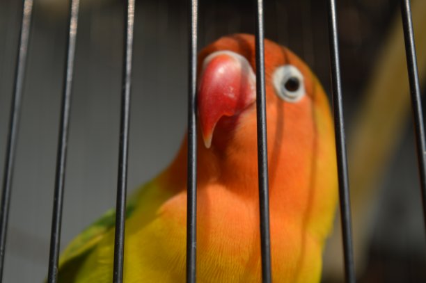 一种戴着菲舍尔眼镜的爱鸟，学名为Agapornis fishi，羽毛有红色、橙色、黄色和绿色，是许多爱鸟人士饲养的鸟类之一。图片下载