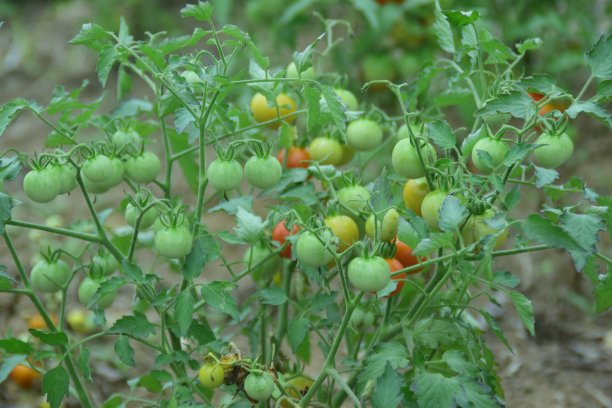 新鲜的石榴果图片下载