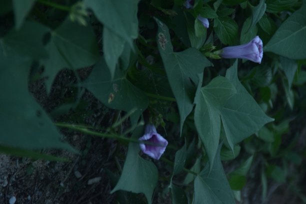 紫红薯花图片下载