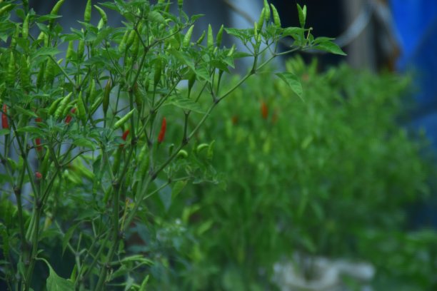 辣椒植物图片下载