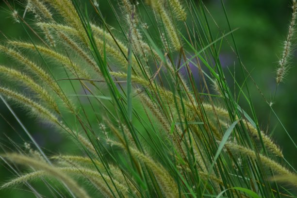 生长在花园中央的杂草图片下载