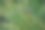生长在花园中央的杂草图片下载