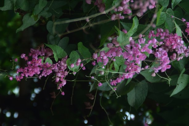 美丽的粉红色新娘撕裂花在黑色背景和树叶图片下载