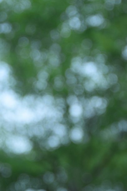 模糊树背景图片下载