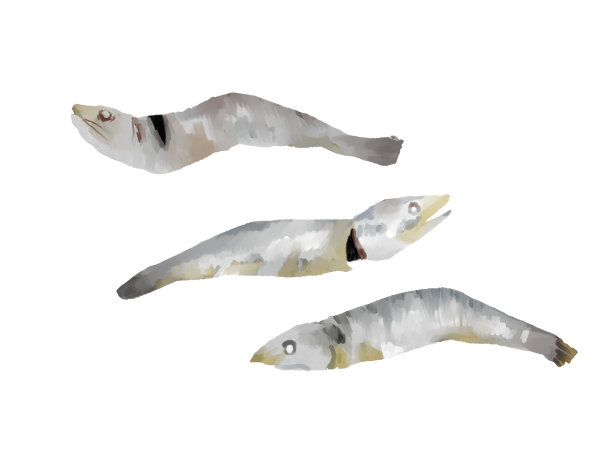 沙丁鱼干图片下载