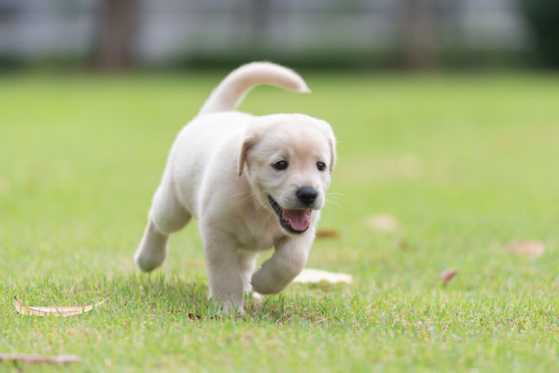 快乐的小狗狗在操场绿色的院子里奔跑图片下载