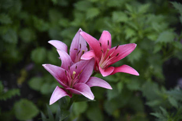 黑色背景上一朵大百合的粉红色花朵。花园中粉红色的微距摄影。图片下载