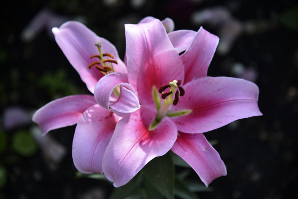 黑色背景上一朵大百合的粉红色花朵。花园中粉红色的微距摄影。图片下载