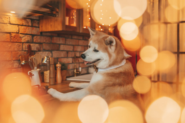 日本快乐快乐的犬种秋田犬的肖像与蝴蝶结在圣诞装饰小屋图片下载