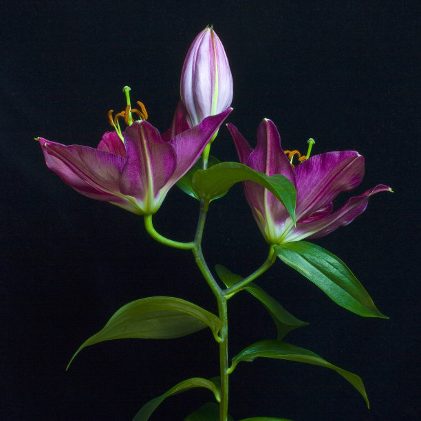 静物照片的一个芽和充分开放的紫色百合与背景图片下载