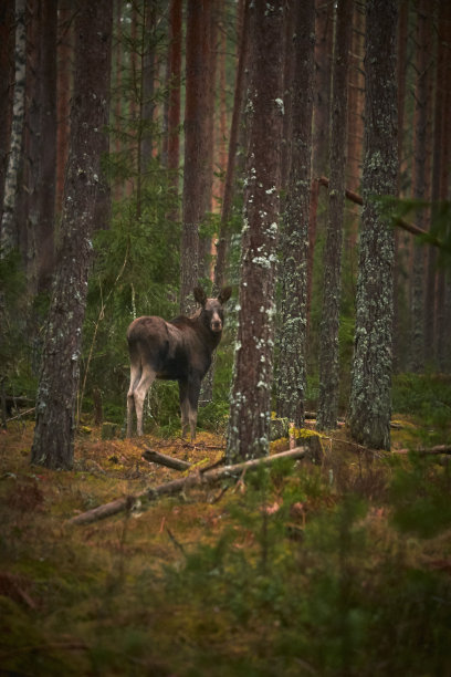 白天，一只鹿在森林里的垂直镜头，周围有高大的树木图片下载