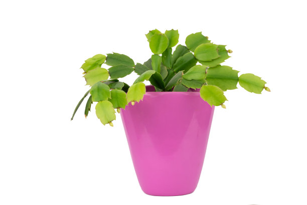 蟹爪兰（圣诞仙人掌，感恩节仙人掌，假日仙人掌）图片下载