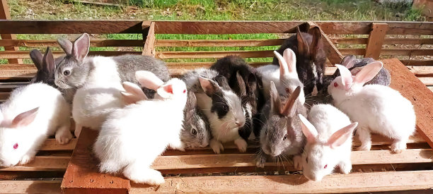 兔子拍的摄影图像图片下载