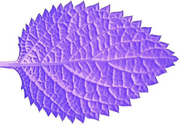 闭合叶片细节-负图像技术。图片下载