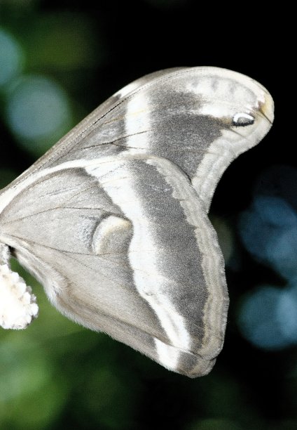 闭合的蝴蝶翅膀。图片下载