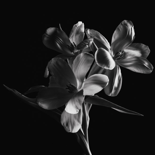 郁金香图片下载