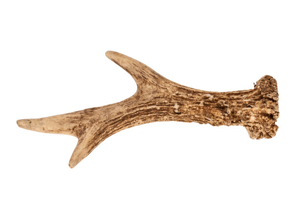 白色背景上孤立的狍鹿角图片下载