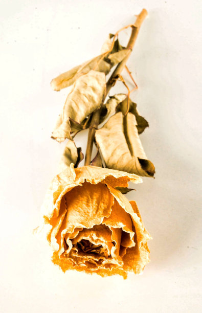 白色背景上的一朵干玫瑰的垂直高角度特写镜头图片下载