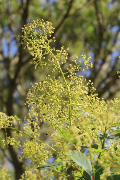 近距离拍摄的烟树花对树枝图片下载