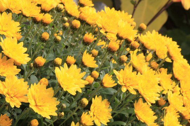 黄色的菊花图片下载