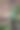 垂直拍摄一只绿色蜥蜴在树枝上图片下载