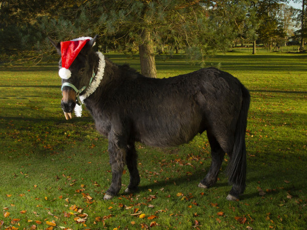 草地上的圣诞骡子。图片下载