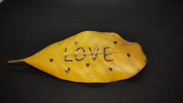 爱这个字写在一片枯叶上图片下载