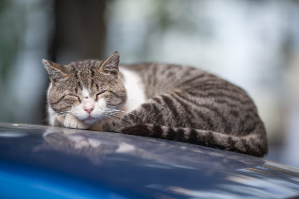 猫睡在外面的一辆蓝色汽车上图片下载