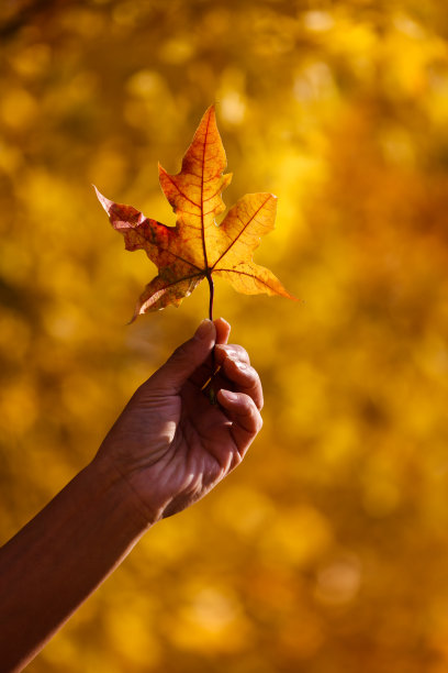 黄澄澄的枫叶在手中素材图片