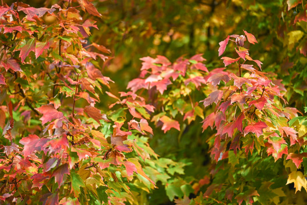 秋天的树图片下载