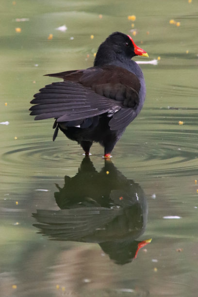 近景图片的摩尔鸡(Gallinula chloropus)站在池塘的浅水，波纹和反射，重点在前景图片下载