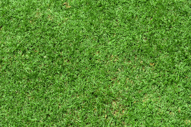 绿色的草地纹理为背景。图片下载