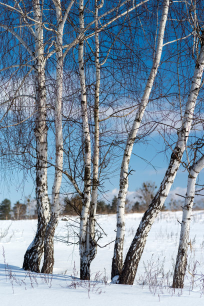 雪原中间的几棵白桦树。图片下载