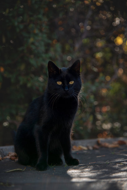 小猫和小孩玩耍的特写照片图片下载