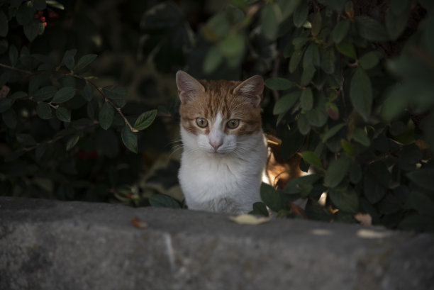 小猫和小孩玩耍的特写照片图片下载