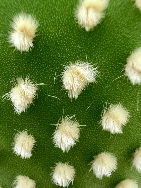 仙人掌的针叶，皮毛，尖刺背景纹理图片下载