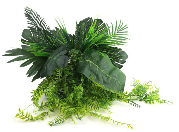 人工热带植物灌木孤立在白色背景。图片下载