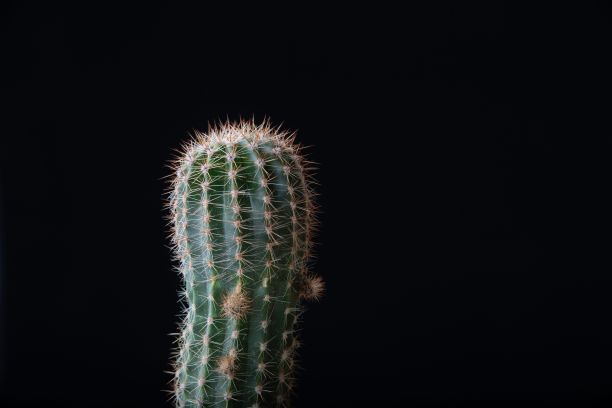 特写的绿色刺猬仙人掌，棘锥菊在黑色的背景图片下载