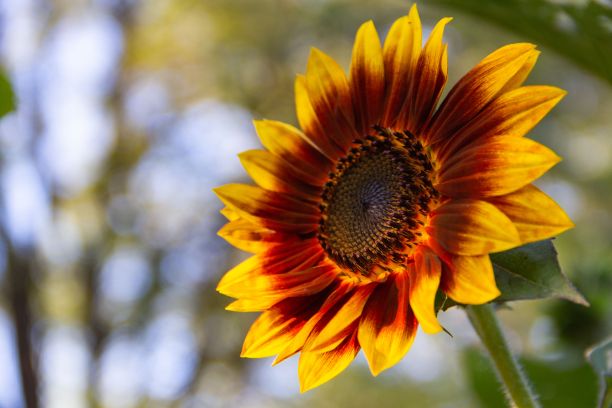 特写的红色和黄色的向日葵与模糊的背景图片下载