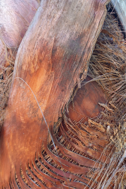 棕榈树树皮细节纹理图片下载