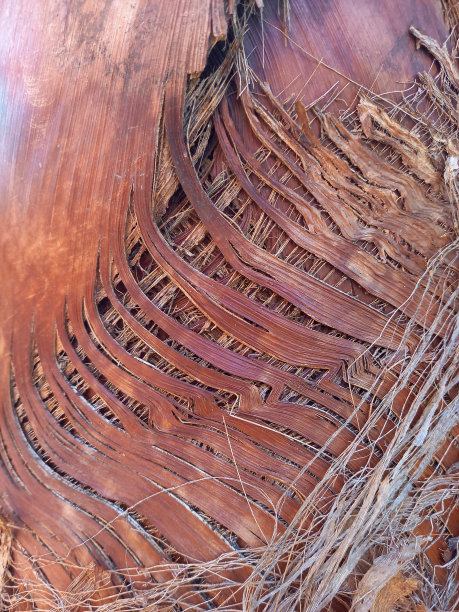 棕榈树树皮细节纹理图片下载