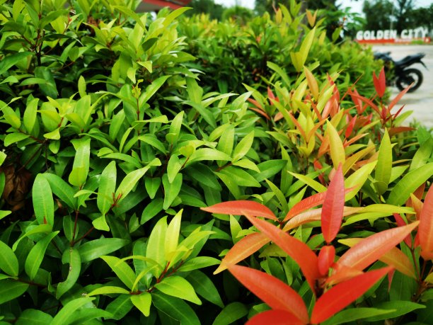 用作树篱的植物，叶为绿色和红色图片下载