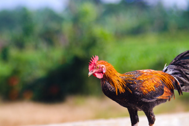 后院的佩隆鸡图片下载