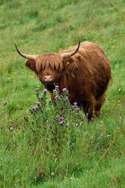一只好奇的苏格兰高地奶牛从蓟丛后面厚脸皮地张望着图片下载