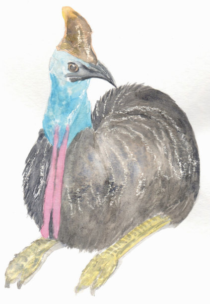 澳大利亚本土不会飞的鸟，食火鸡的插图图片下载